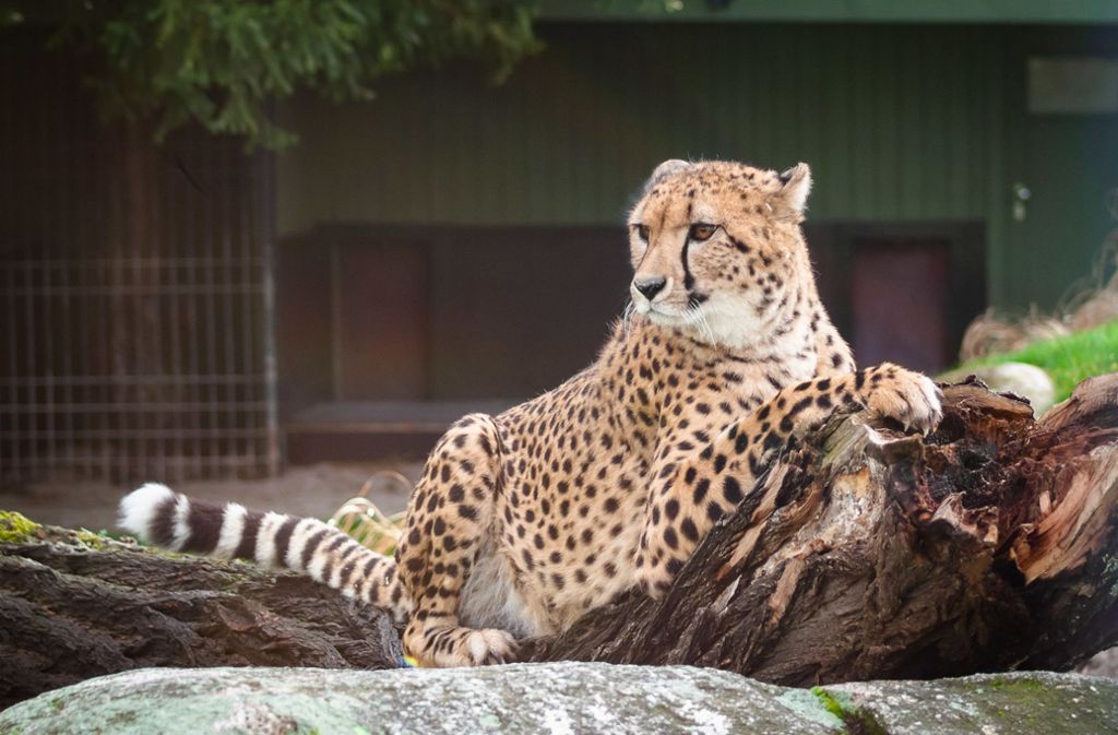 Der Gepard Zawadi sieht sich um. Hält er etwa bereits Ausschau nach einem Weibchen?