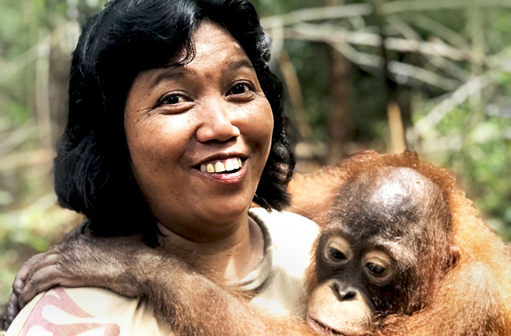 In der Auffangstation der BOS-Stiftung werden mehr als 450 Orang-Utans gepflegt.