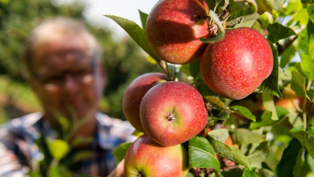 Baden-Württemberg: Jahresbilanz macht Obst- und Gemüsebauern wenig Freude