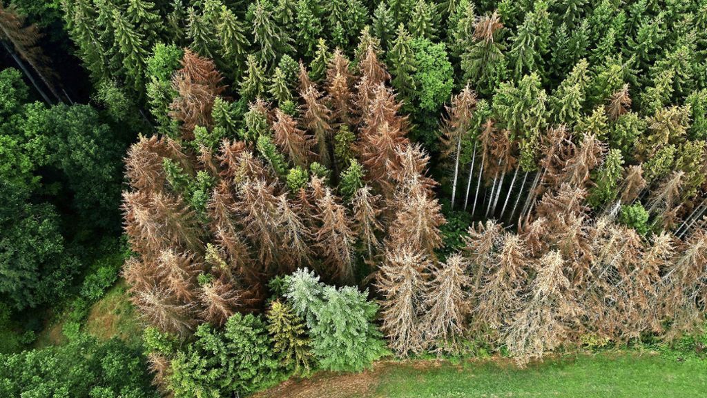Waldschäden im Kreis Göppingen: Einige Baumarten könnten verschwinden