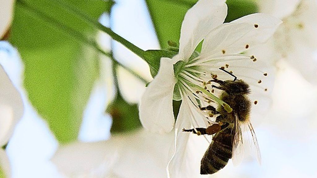 Volksbegehren für Artenvielfalt: So will ein Stuttgarter die Bienen retten