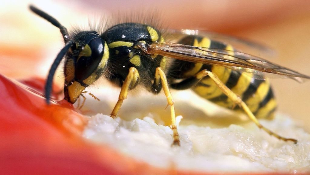 Start des Insektensommers: Wenn die Wespen wieder kommen