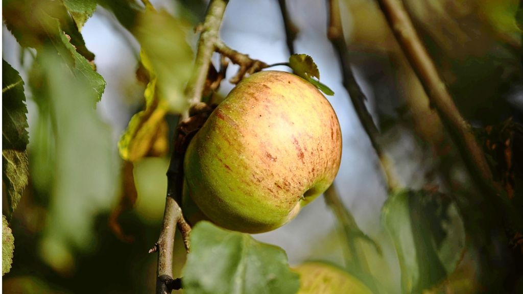 Seltene Apfelsorten in Winterbach: Heute erntet man von den Sämlingen der Urgroßväter