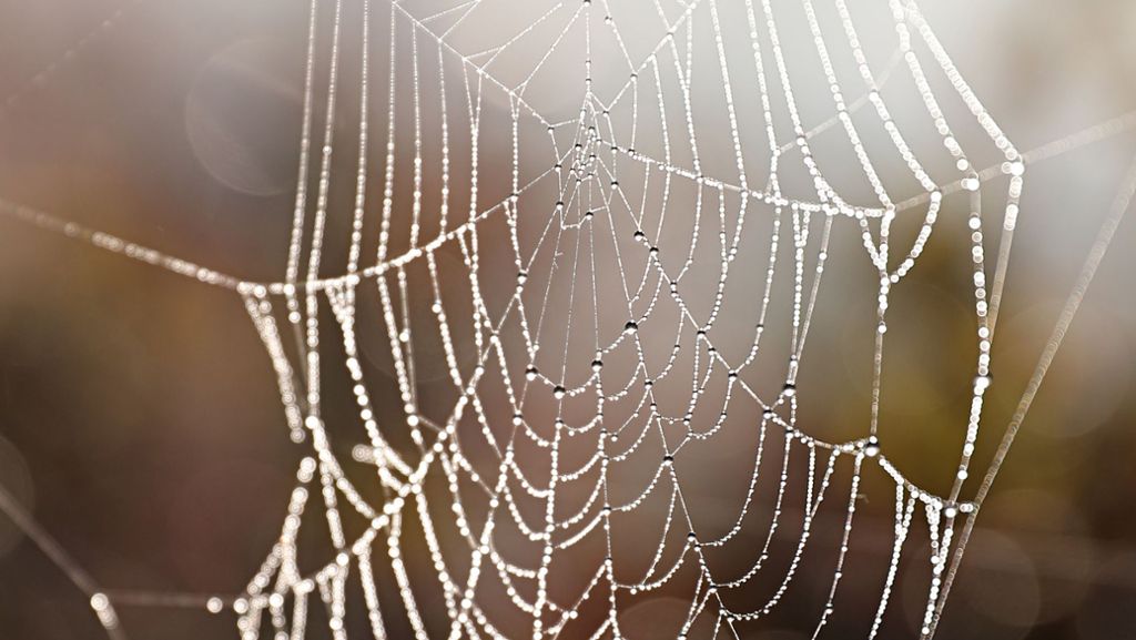 Giftspinnen in Österreich: Vier Zentimeter große Spinne sorgt für Panik