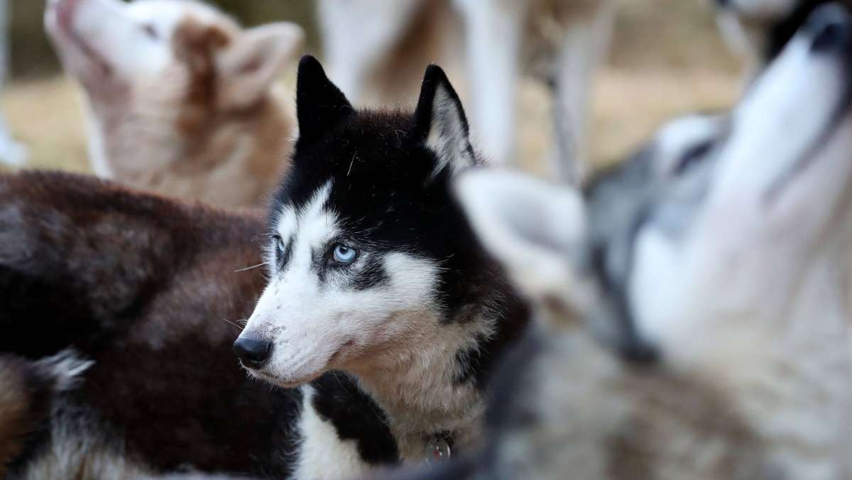 Schlittenhunde werden untersucht: Erstickt oder vergiftet?