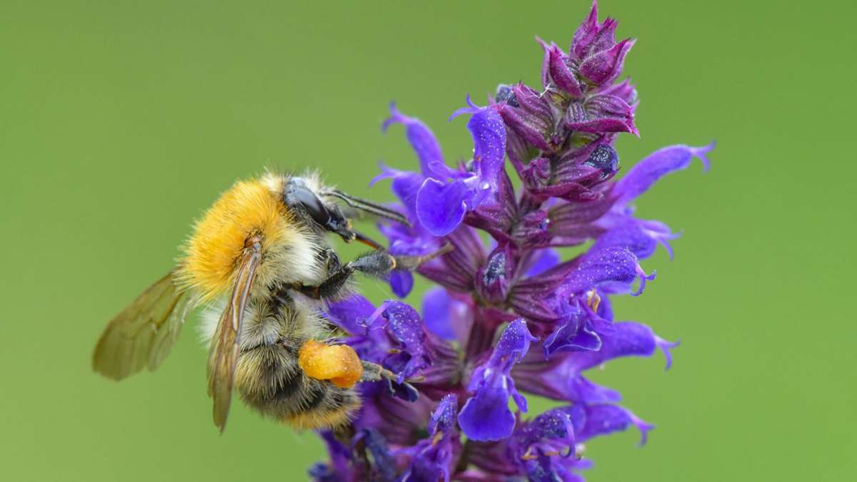 Baden-Württemberg: Naturfreunde zählen Insekten –  Ackerhummel auf Platz eins
