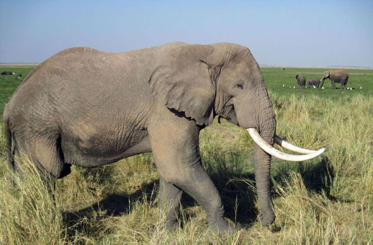 Elefanten: Rund 350 000 Elefanten leben noch in Afrika in freier Wildbahn. Jedes Jahr werden nach Schätzungen des WWF 20 000 von ihnen wegen ihres Elfenbeins gewildert.