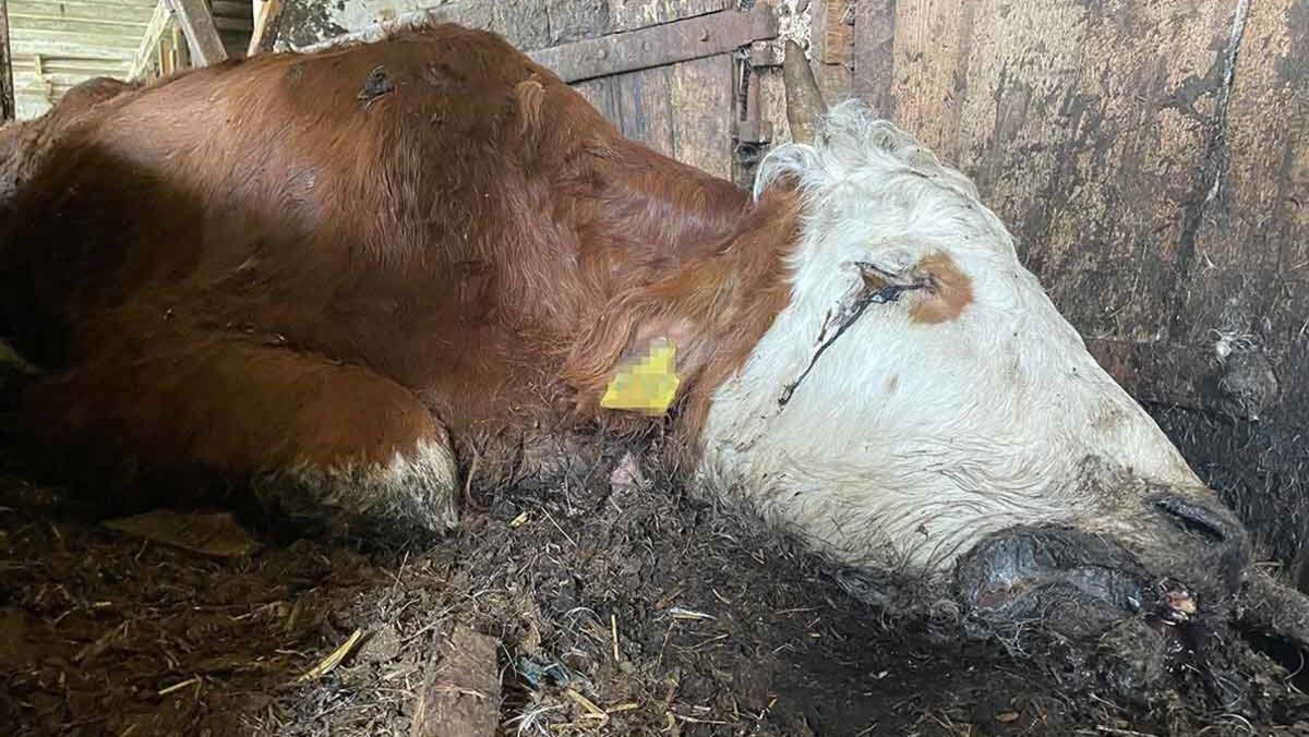 Erligheim im Kreis Ludwigsburg: Verhungerte Tiere liegen noch auf dem Hof - schwere Bergung