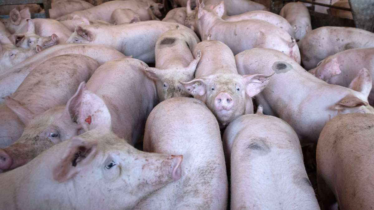  In China sind massenhaft Schweine an einem Coronavirus namens Sads-CoV gestorben, das auch auf den Menschen überspringen könnte. Droht nach Sars-CoV-2 eine neue Pandemie? Amerikanische Forscher sind dieser Frage nachgegangen. 