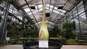Livestream: Größte Blume der Welt beginnt zu blühen
