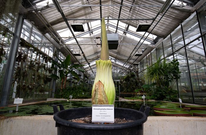 Livestream: Größte Blume der Welt beginnt zu blühen