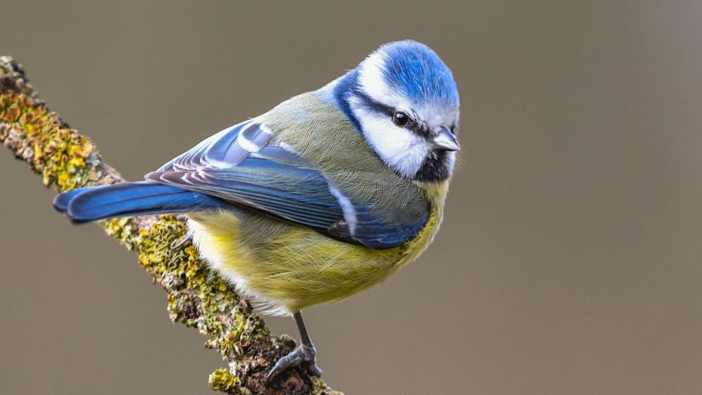 „Stunde der Wintervögel“: Nabu bittet zur Wintervögel-Zählung