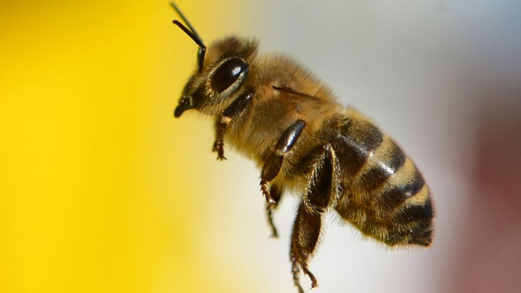 Tote Bienen in Sachsenheim: Unbekannte zerstören Bienenvölker