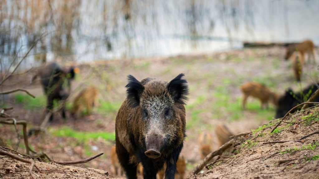 Landwirtschaftsminister warnt vor Seuche: So will Hauk gegen die Schweinepest vorgehen