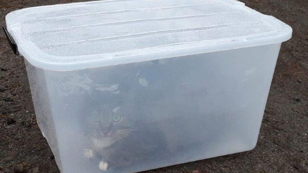 Tierquälerei in Neustrelitz: Ohne Luftzufuhr – Katze Molly in Plastikbox ausgesetzt