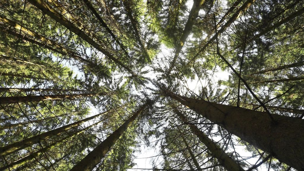 Studie zum Klimawandel: Bäume können das Klima retten