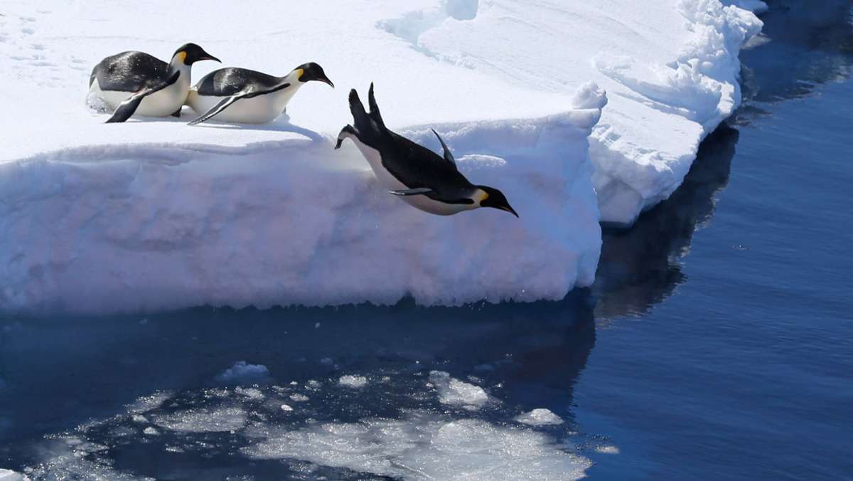 In der Antarktis: Kot-Bilder aus dem Weltall lassen auf neue Pinguin-Kolonien schließen