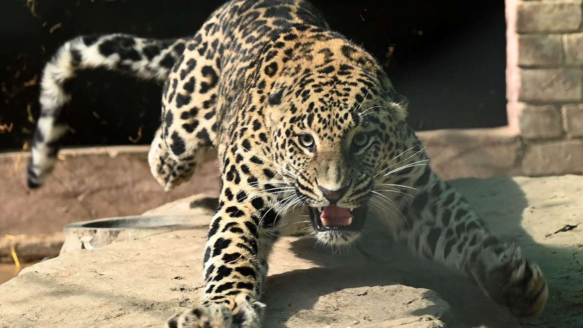 Pakistan: Entlaufener Leopard verletzt sechs Menschen
