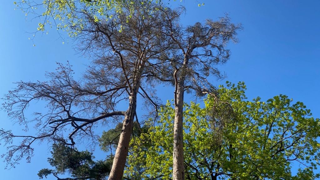 Stuttgart-Rohr: Die Bäume sind nicht auf der Höhe