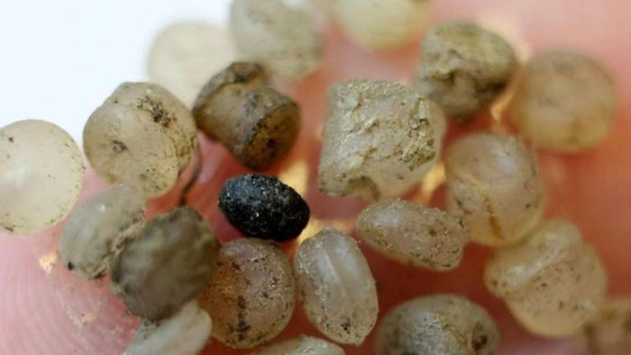 Forscher finden Mikroplastik in Tiefseegraben