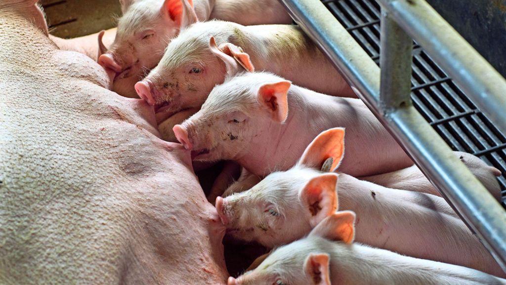 Schweinezüchter: Bauern investieren nicht in neue Ställe