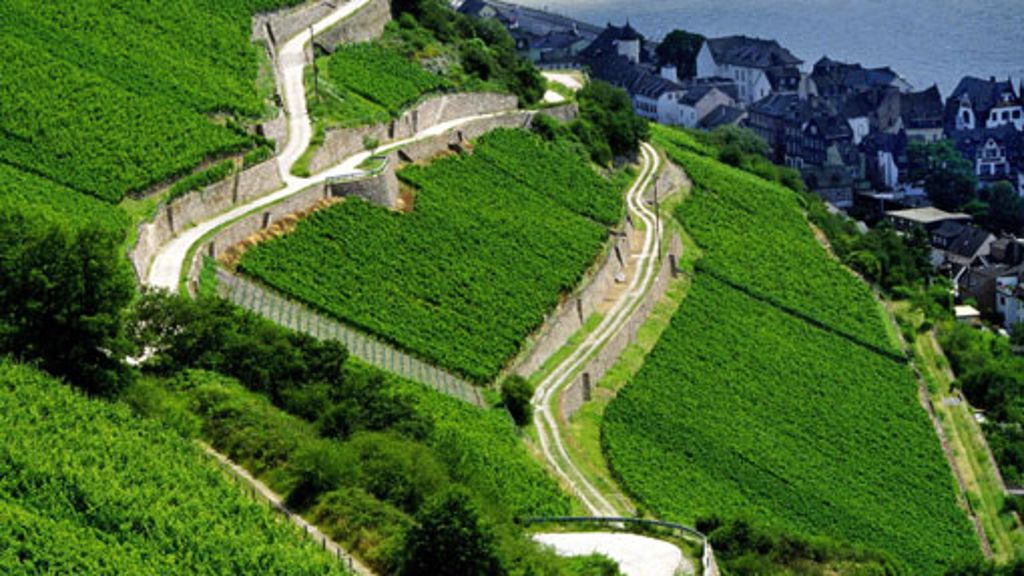 Weinanbaugebiet: Der Rheingau - Heimat der Spätlese