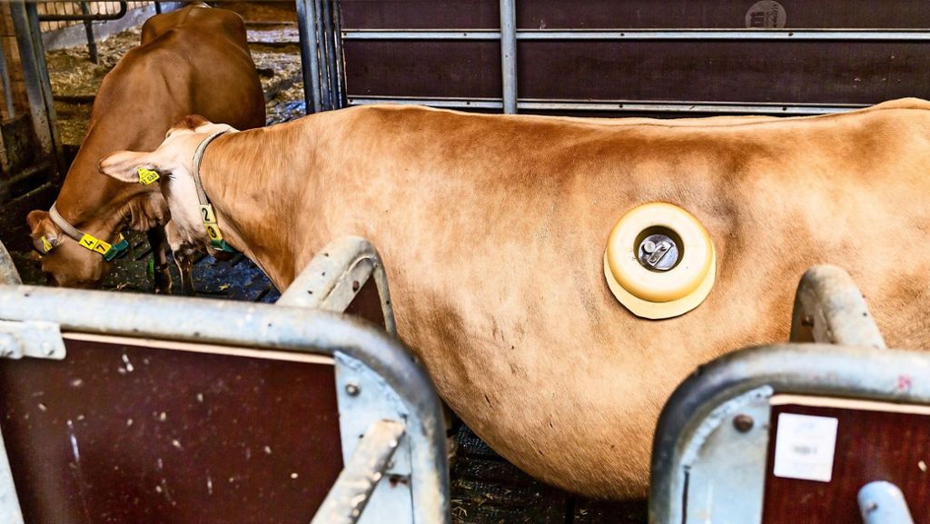 Tierversuche in Stuttgart-Hohenheim: Warum Forscher Kühen in den Bauch fassen