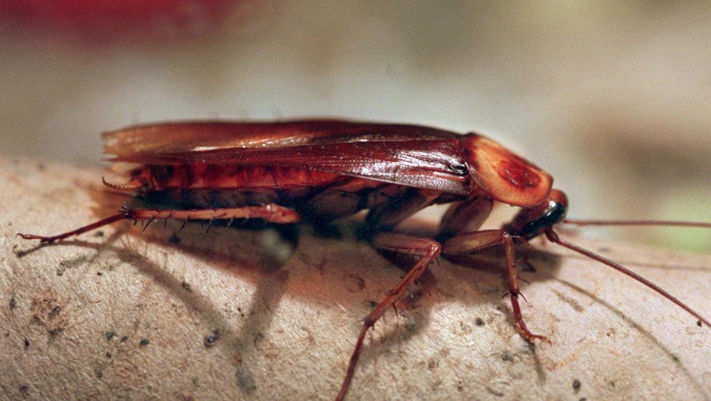 Kakerlaken, Fliegen, Würmer und andere Parasiten: Die widerlichsten Parasiten der Welt