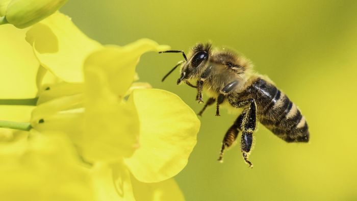 Konkurriert die Wildbiene mit der  Honigbiene?
