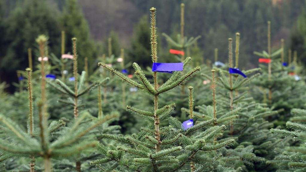 Odenwald: Unbekannte schneiden Hunderten Christbäumen Spitze ab
