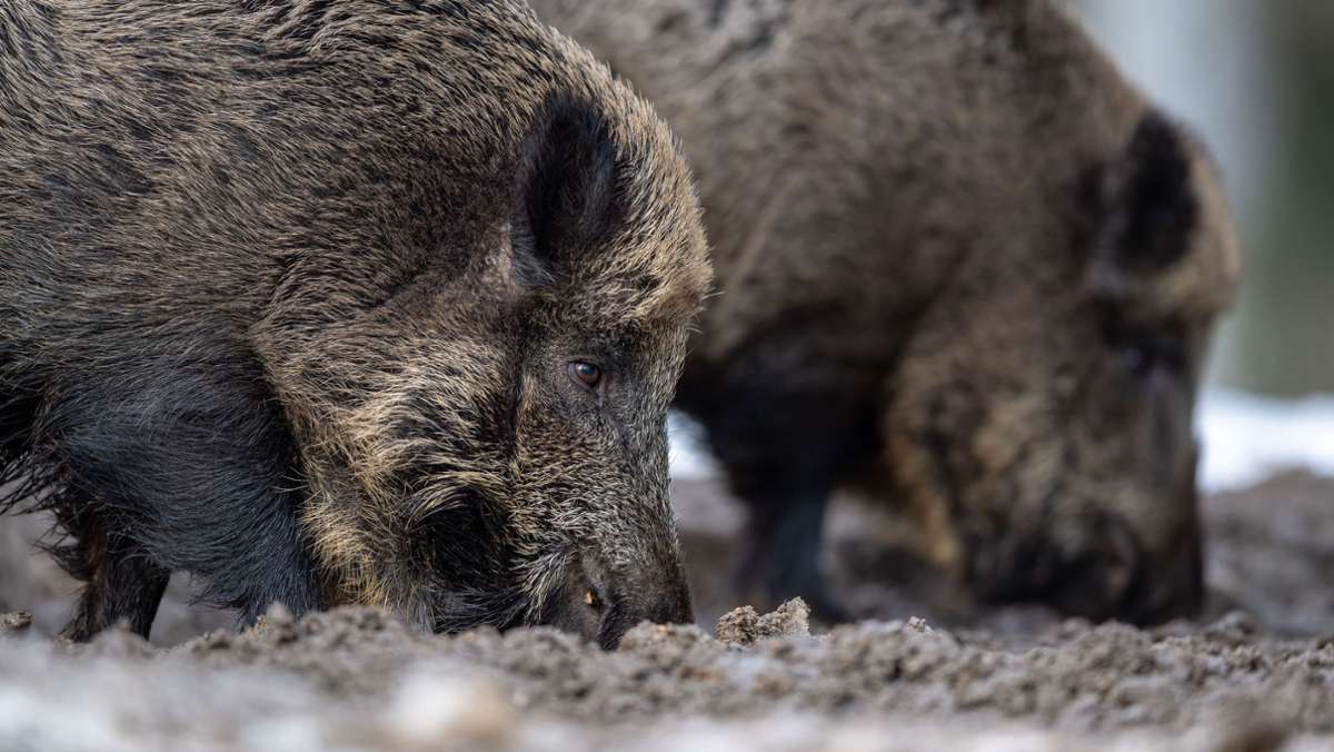 In Brandenburg: Afrikanische Schweinepest breitet sich weiter aus