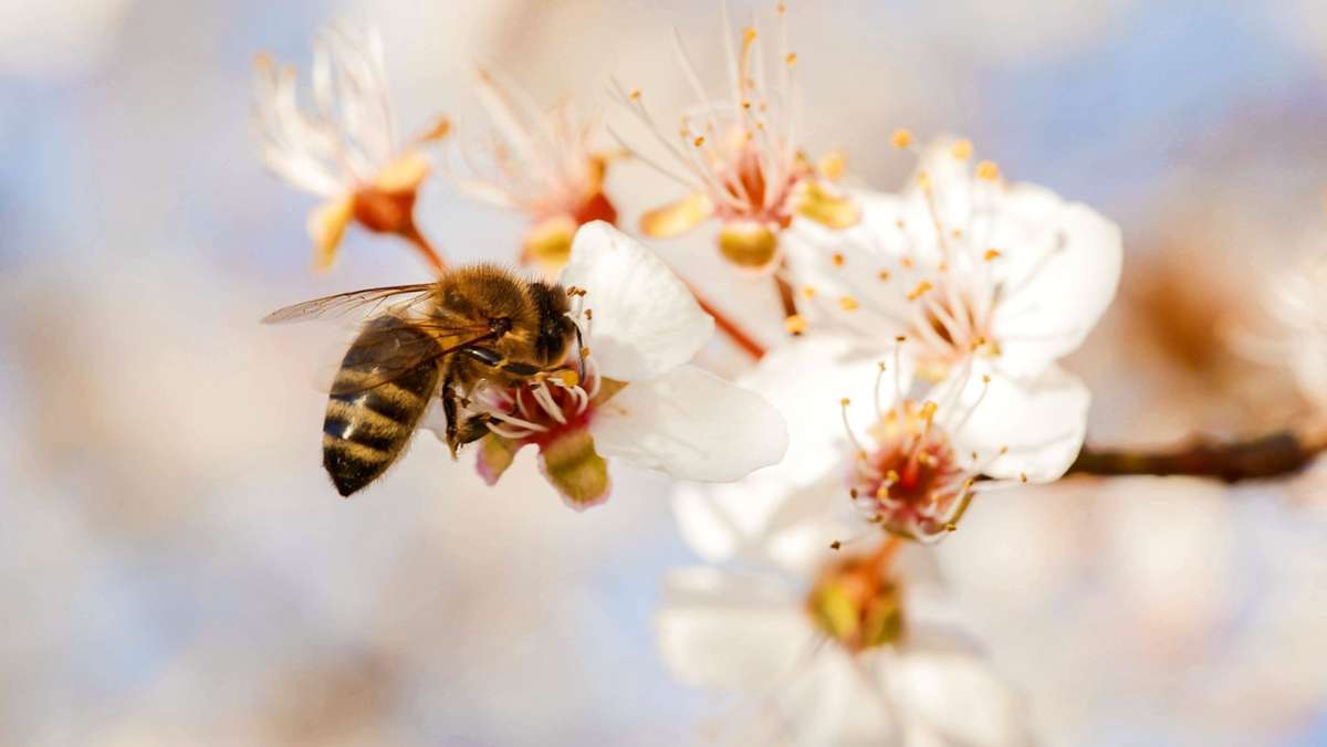 Neuer Laden in Echterdingen: Hier kommen Imker und Bienenfans auf ihre Kosten