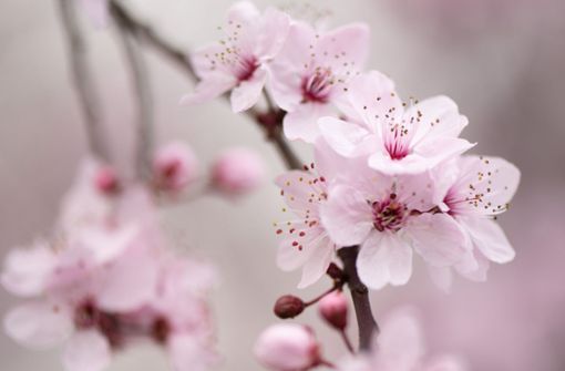 Die Kirschblüte ist nicht nur in Ostasien, sondern auch hierzulande ein eindeutiges Zeichen für den Frühlingsbeginn. Foto: dpa/Sebastian Kahnert