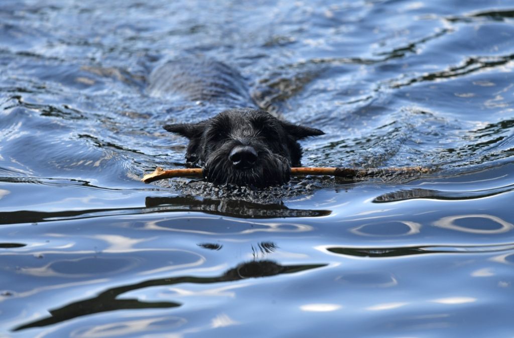 Familie verloren Hund schwimmt kilometerweit zurück zum Herrchen