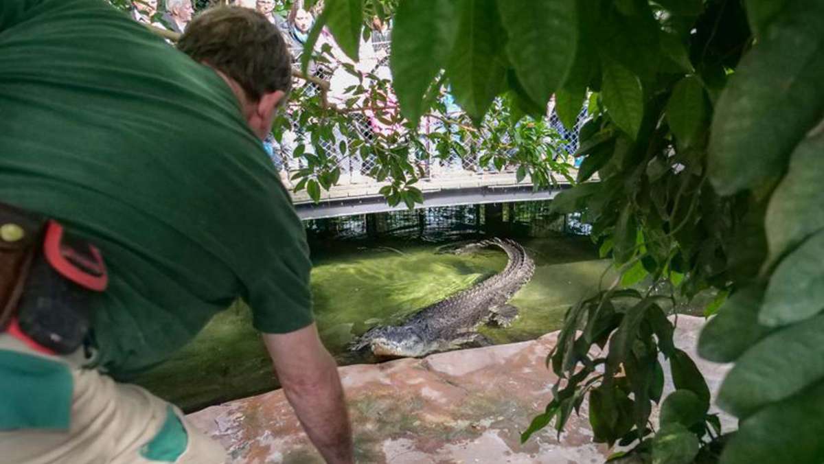 Krokodile in der Stuttgarter Wilhelma: Sie sind intelligent, sozial und gar nicht gefräßig