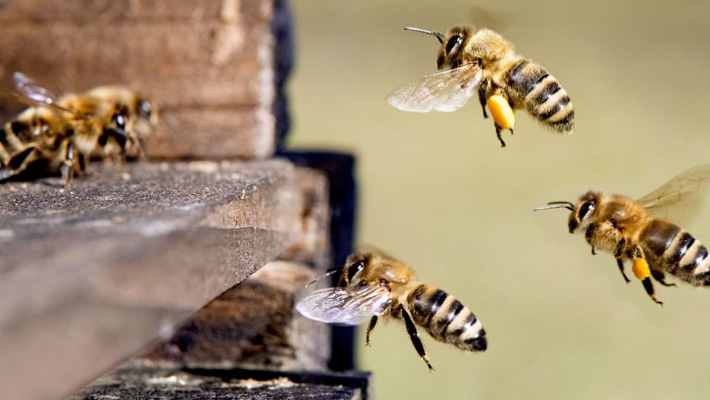 Kretschmann und „Rettet die Bienen“: Wende beim Volksbegehren?