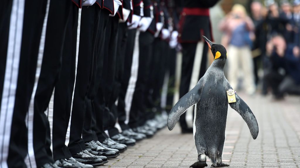 Zoo von Edinburgh: Ein Pinguin als Brigadegeneral