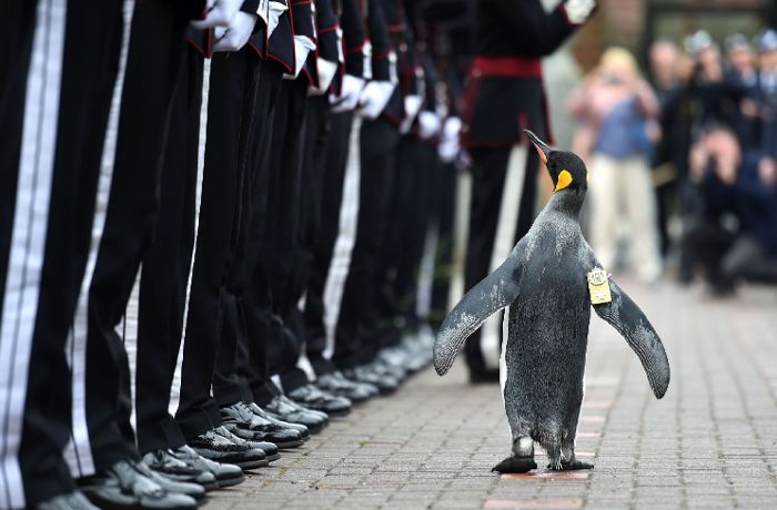 Ein Pinguin als Brigadegeneral
