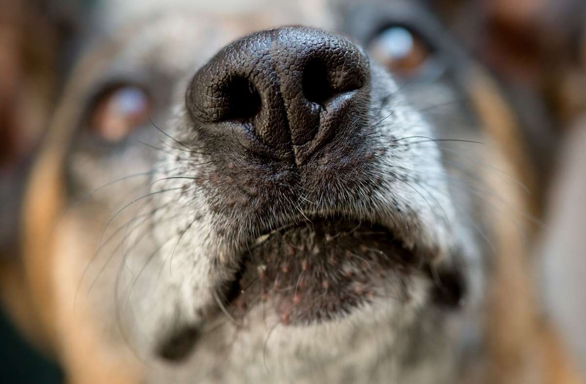 Der Spürhund erschnüffelte das versteckte Kokain. (Symbolbild) Foto: dpa/Sven Hoppe