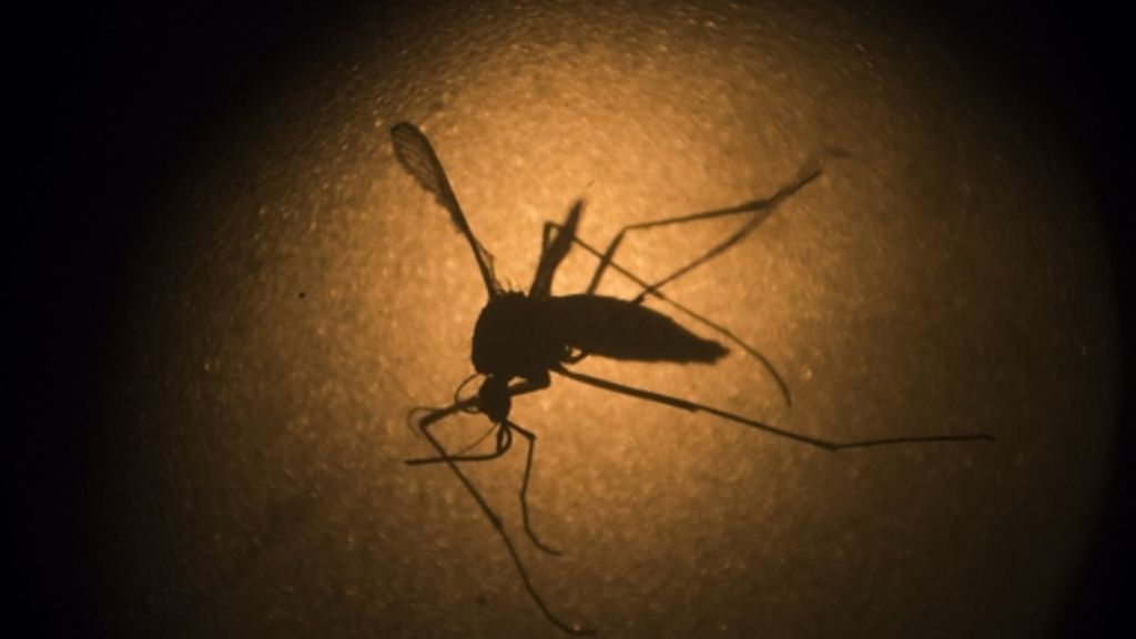 WHO in Sorge: Zika-Virus wohl gefährlicher als gedacht