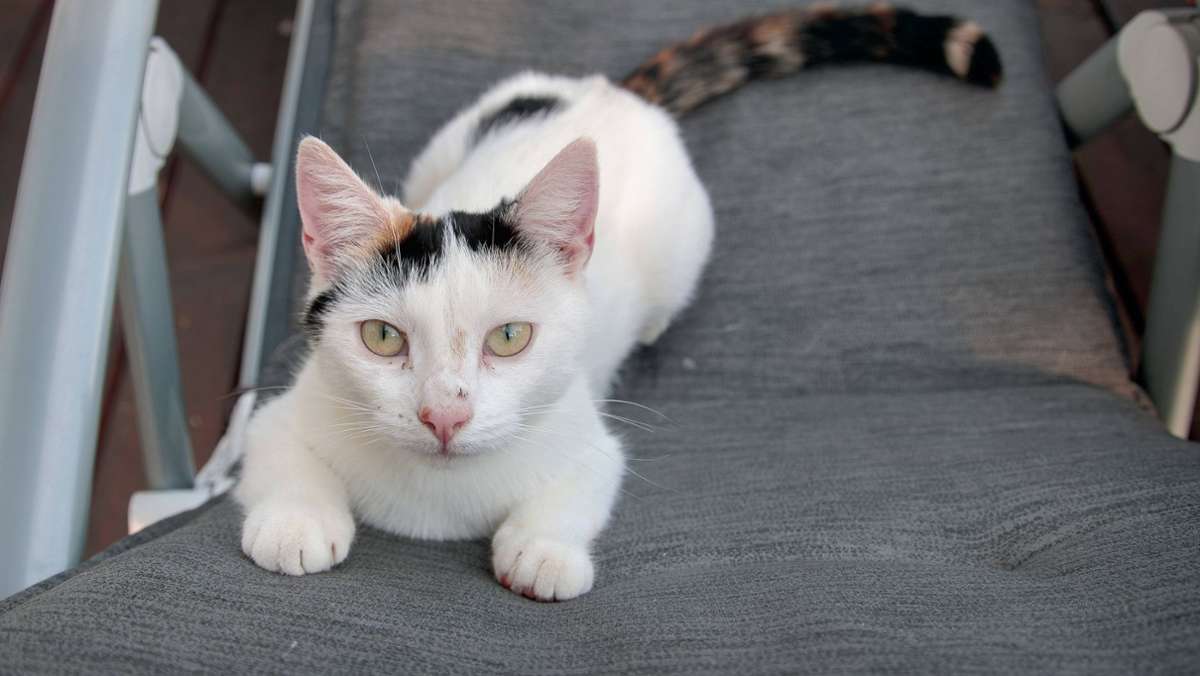 Main-Tauber-Kreis: Unbekannte Tierquäler vergehen sich an mehreren Katzen