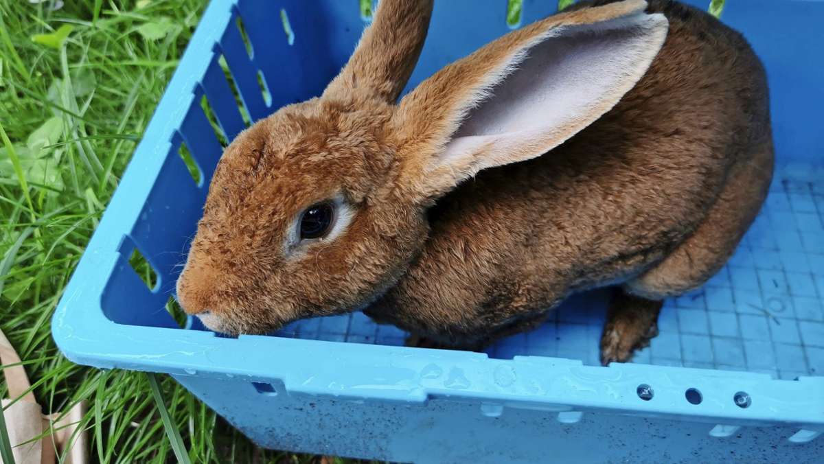 Tierheime im Sommer: Werden in den Ferien mehr Tiere ausgesetzt?