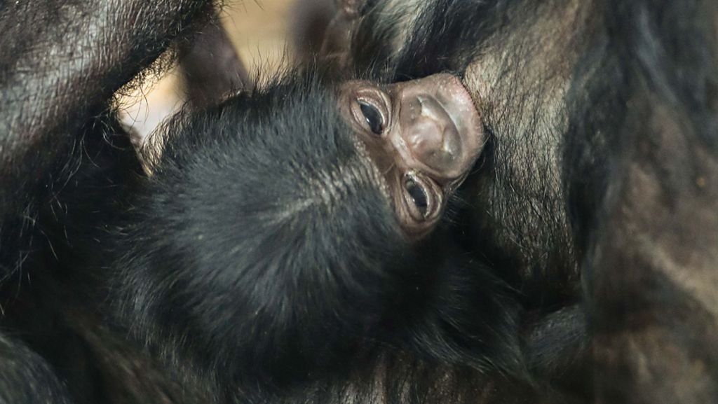 Bonobo-Baby: Niedlicher Nachwuchs in der Wilhelma