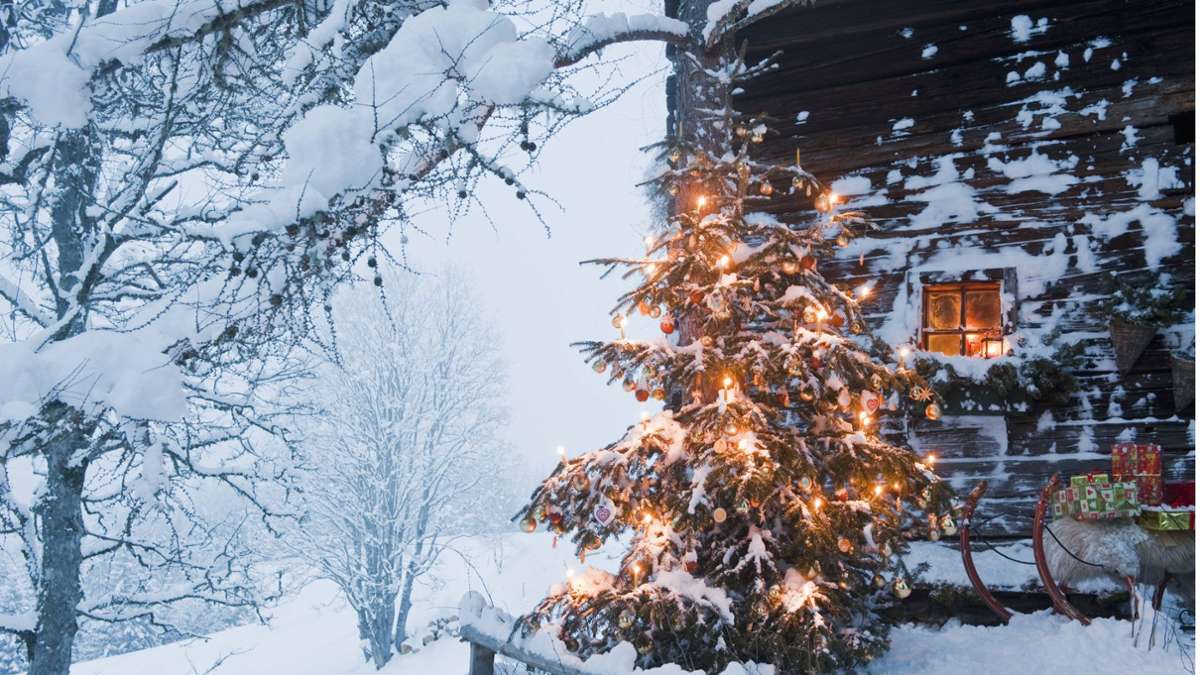 Warum ein Tannenbaum an Weihnachten?
