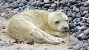 47 Robbenbabys auf Helgoland verschwunden