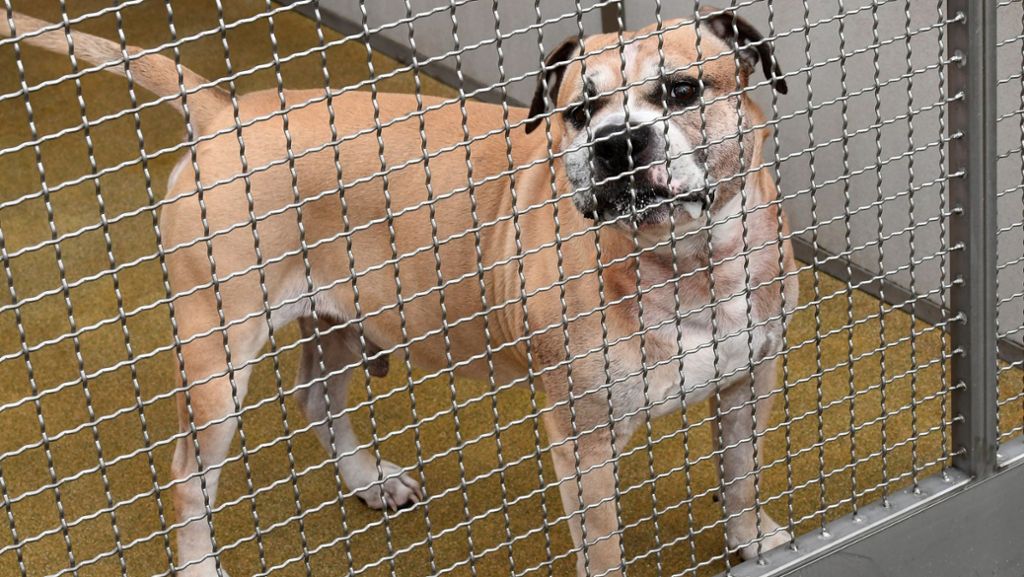Hund nach Beißattacke eingeschläfert: Tierfreunde planen Mahnwache für „Chico“