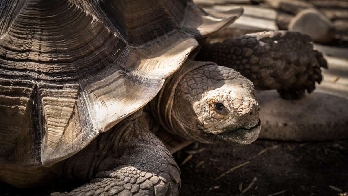 Von wegen Barrierefreiheit: Vom mühsamen Leben als Schildkröte