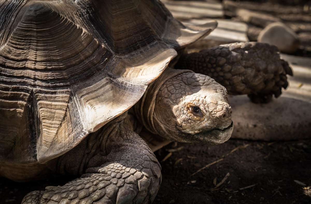 Tempo und Artistik sind nicht die Tugenden der Schildkröte. Foto: Lichtgut/Achim Zweygarth