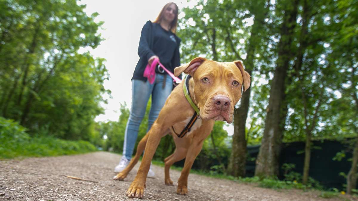 Esslinger Tierheim: Wie gefährlich sind Kampfhunde wirklich?