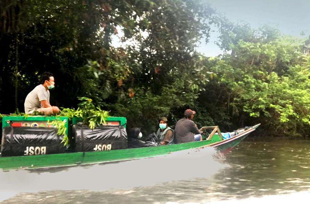 Die Käfige mit den Orang-Utans werden per Boot in den Nationalpark gebracht.